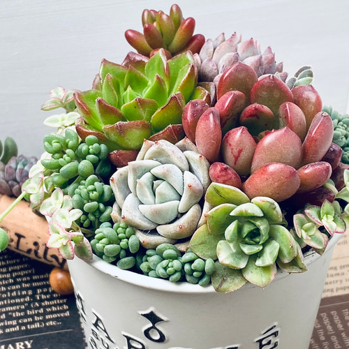 そのまま飾れる】多肉植物 寄せ植え ..＊5＊.. 多肉植物 Dia Lily 通販