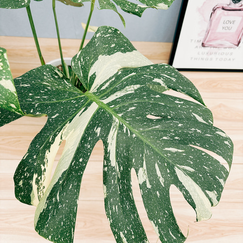 現品］【希少】3番 モンステラ デリシオーサ 斑入り 8号 観葉植物 レア