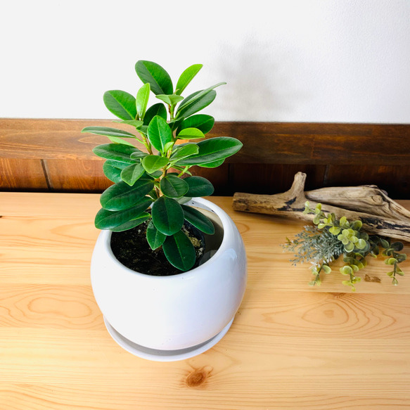 幸運】パンダガジュマル 4号 たまご鉢 陶器鉢 受け皿付き 観葉植物