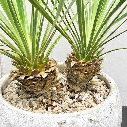 ダブルヘッド ユッカ ロストラータ アンティークテラコッタ その他