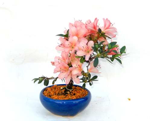 サツキ（品種 八咫の鏡） ミニ盆栽 盆栽 小品盆栽 やたのかがみ