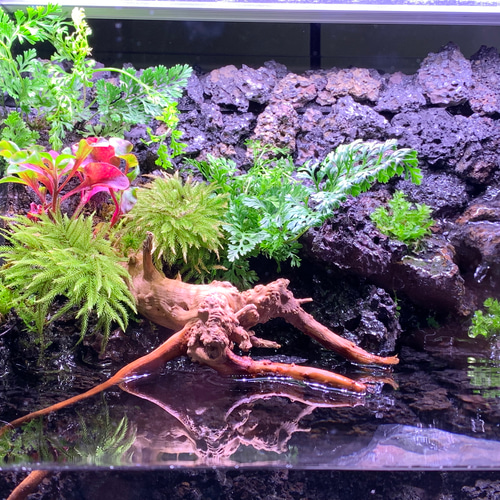 81 アクアリウム アクアテラリウム 苔アート 苔テラリウム イモリウム