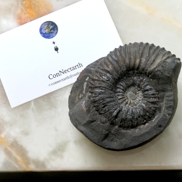 美しい化石標本◇ネパール産アンモナイトの化石／236グラム その他置物