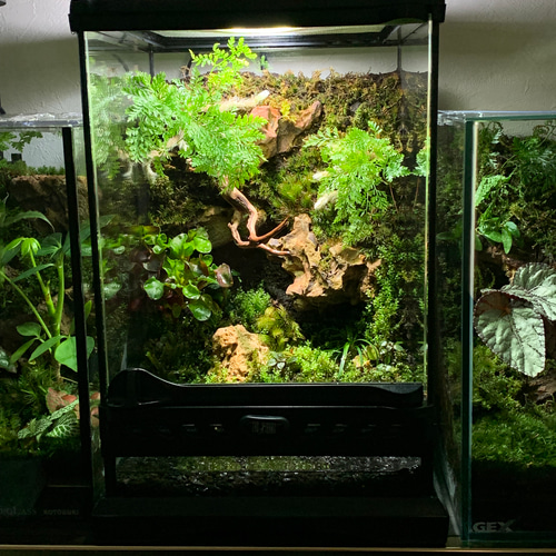 74 苔アート 苔テラリウム イモリウム カエルリウム 完成品 テラリウム