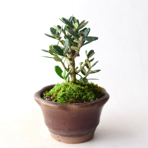 姫オリーブ no.8 盆栽 盆栽やす 通販 18415712｜Creema(クリーマ