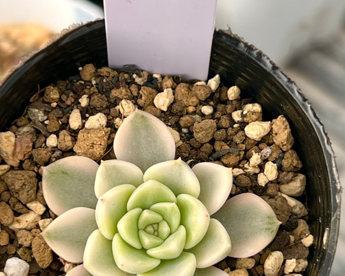 ティンカーベル錦(7-75)＊多肉植物＊抜き苗 多肉植物 ＊N＊ 通販