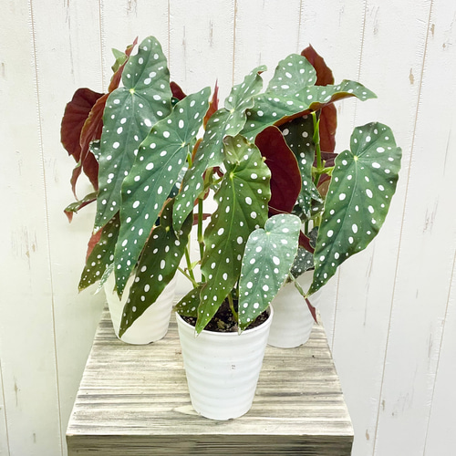 株立ち ベゴニア マクラータ / Begonia maculata その他インテリア雑貨