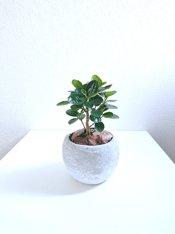 ☆数量限定☆ かわいいガジュマルの木 ”パンダガジュマル ホワイト