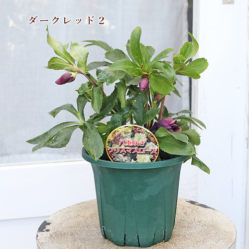 現品販売 鉢花 八重咲き クリスマスローズ ダブルエレン 開花株 5号