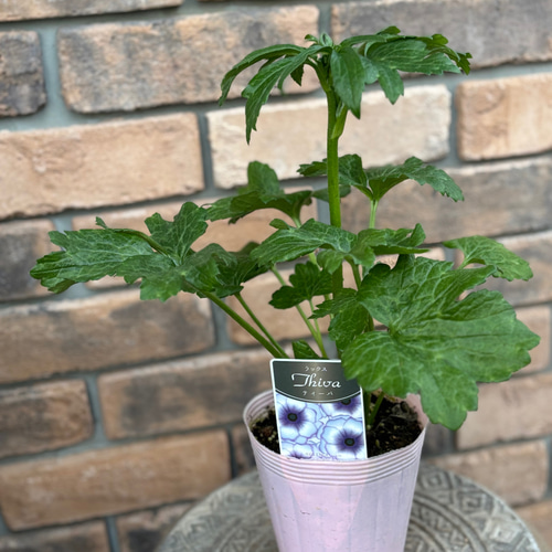 花苗＊ラナンキュラス ラックス 8種4号 新品種も♡お値下げしました