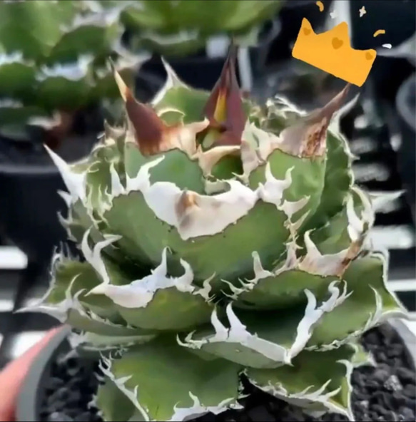 アガベ チタノタ 皇冠 クラウン 多肉植物 SAWAFARM【サワファーム