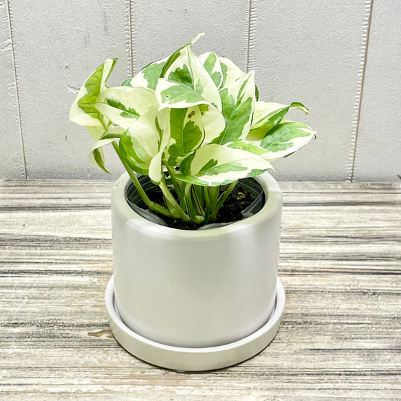 ポトス エンジョイ セラミックポット入り インテリアグリーン 斑入り