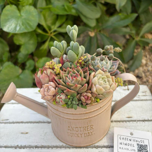 可愛い寄せ植え 多肉植物寄せ植え ブリキポット サンドピンク 取っ手