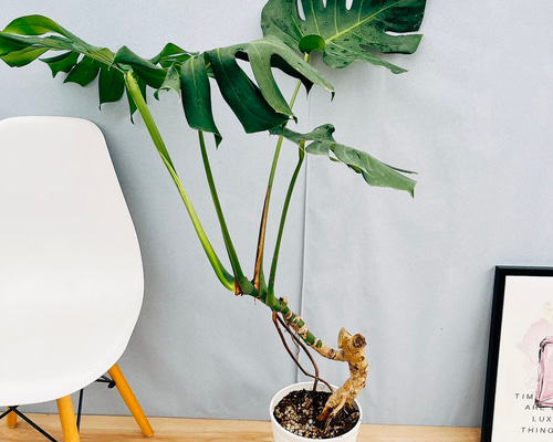 現品］79番 八丈島産 モンステラ デリシオーサ 幹上がり 7号 観葉植物