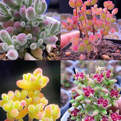 お買い得 早い者勝ち 2026 超豪華 12品種 多肉植物福袋 多肉植物 愛