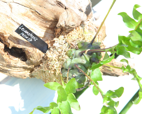 Lecanopteris sp. 'Yellow Tip'】レカノプテリス・イエローチップ No