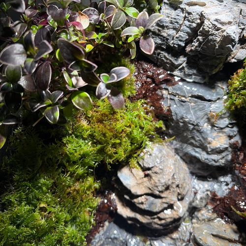 大きな滝のアクアテラリウム テラリウム frogAndPaludarium 通販