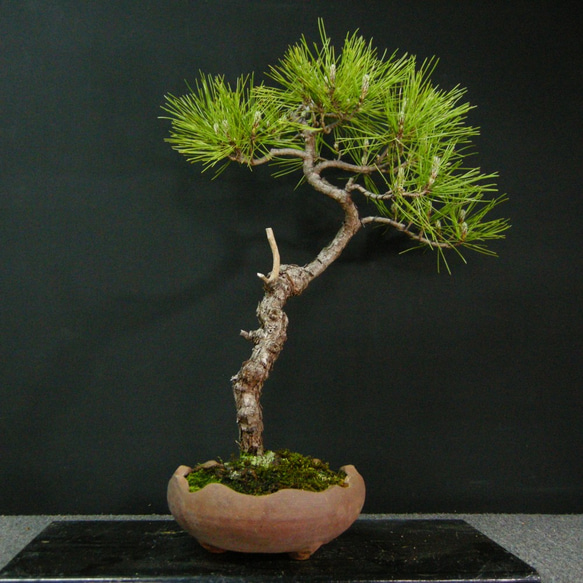 ☆ENGEI ichioki☆黒松・文人木・中品盆栽☆形良好・見応え充分な一品