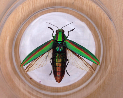 昆虫標本 ヤマトタマムシ その他インテリア雑貨 坂本屋 通販 5948132