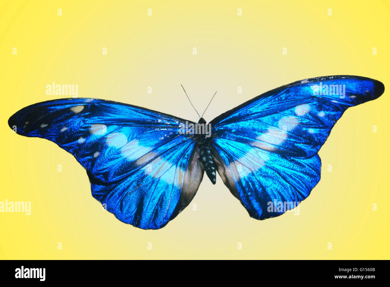 Morpho helena hi-res stock photography and images - Alamy