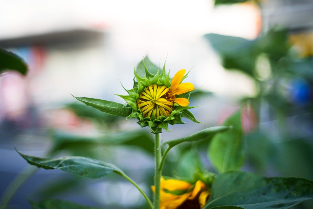 戦後復興期を支えた銀色の銘玉、NIKKOR-H・C 5cm f2.0（L39