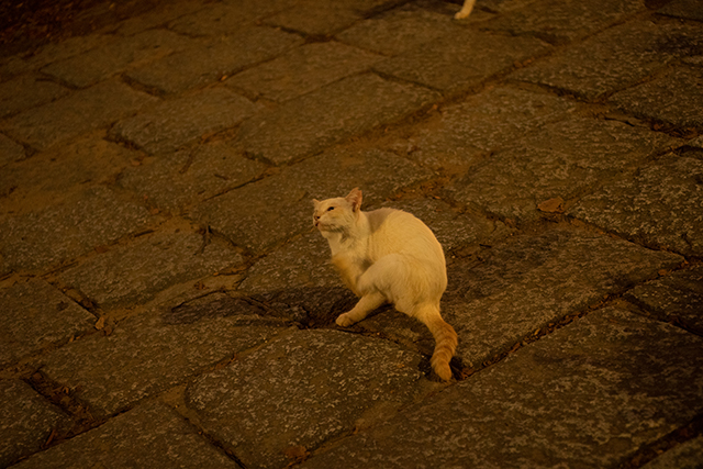 Tokina AT-X AF 28-70mm F2.8 PRO NEW、開放ソフト絞ればピシリの名レンズ