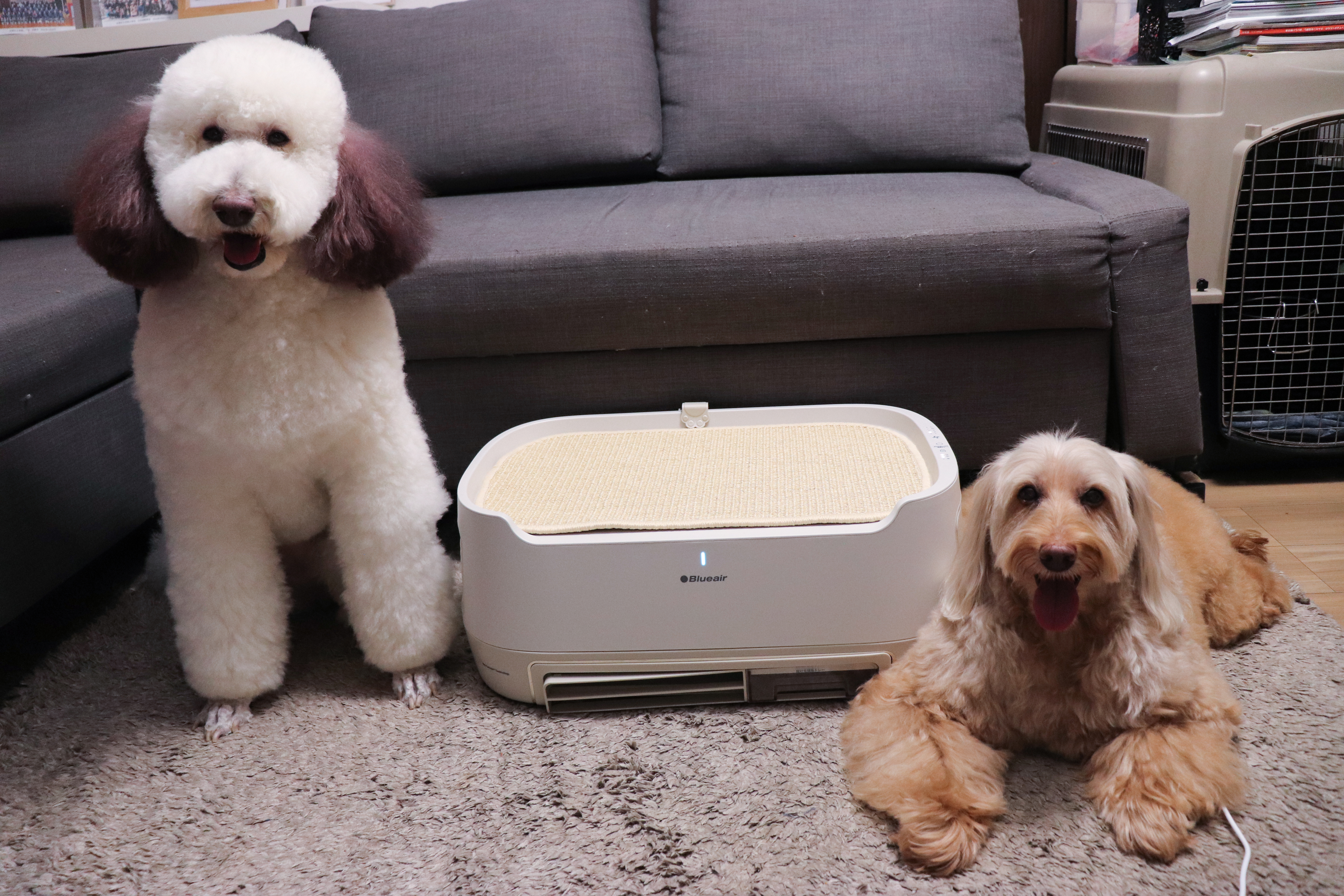 ペット臭の正体と