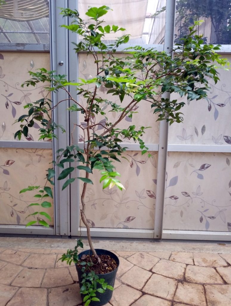 小葉系ジャボチカバ（ブラジル原産） | 西川農園