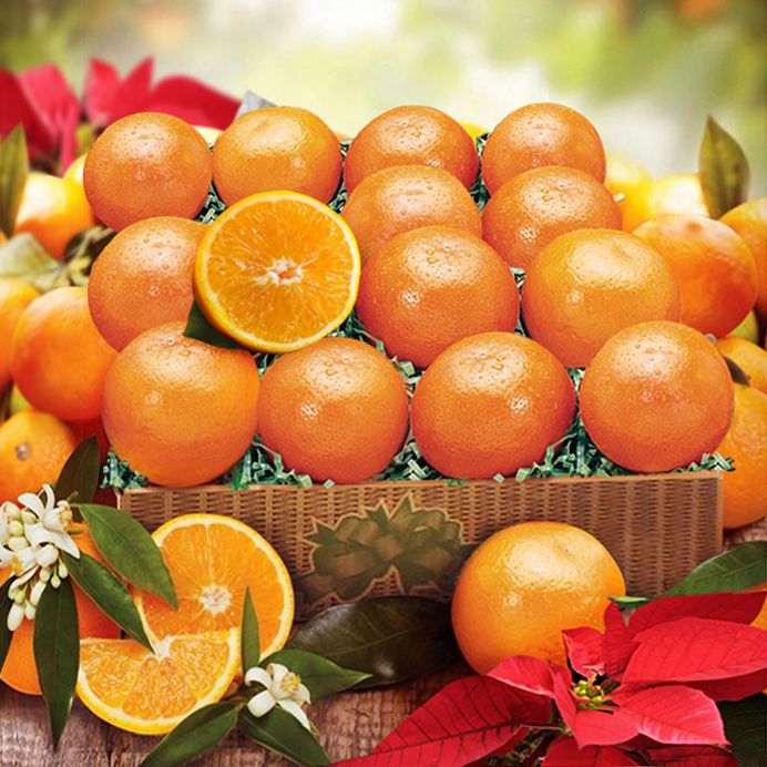 ゲラン】オリエンタル ブリュラン（クリスティーヌ・ナジェル