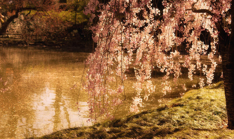 フエギア 1833】コモレビ（木漏れ日）（ジュリアン・べデル） | カイエ