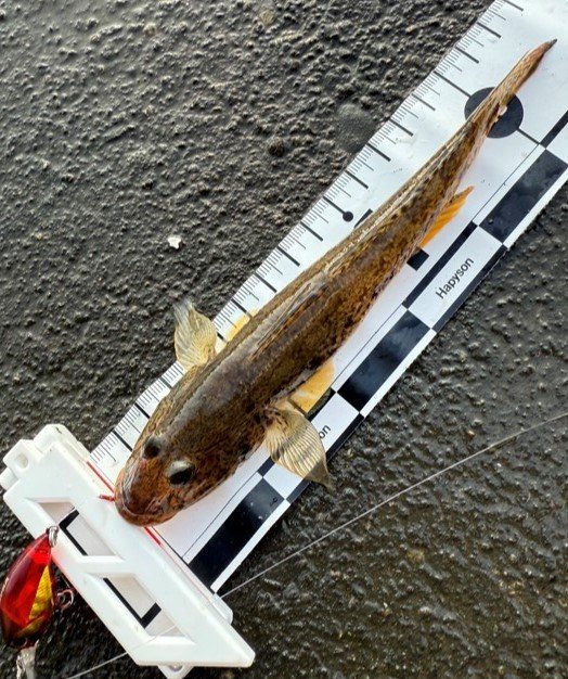 ダイワ スピニングリール 24ルビアス ST SF2000SS-H【即日発送】(ST