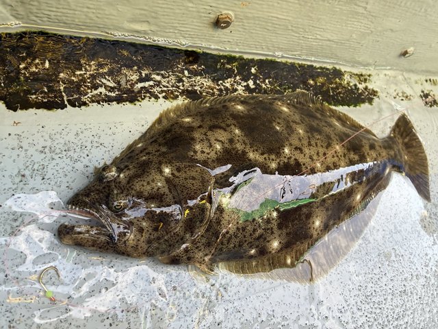 ダイワ DAIWA 21 ソルティガIC 300HL-SJ 左巻【即日発送】(300HL-SJ