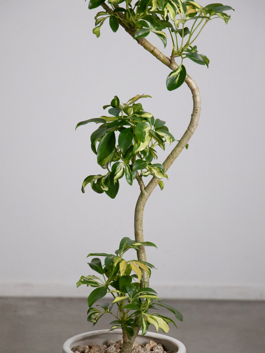 シェフレラ グランディ 斑入り