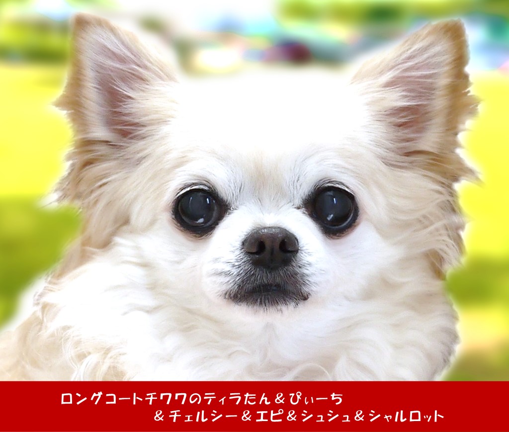 帰り道の途中で勝央サービスエリアのドッグランを楽しむ4チワワ【2023