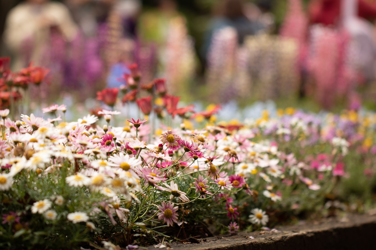 初心者の僕がEOS kiss x8iを買う時に考えたこと - スマホですら写真を