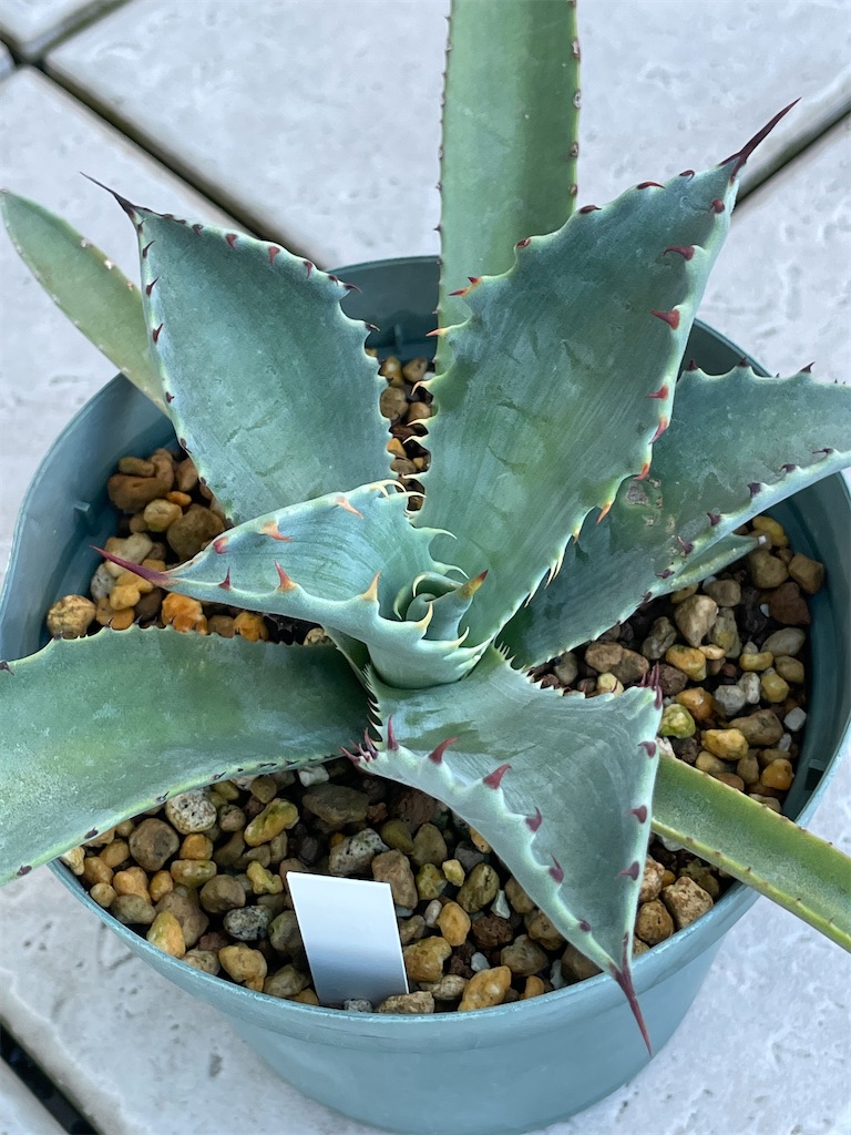 テマカプリネンシスの購入と植替え - もらとりあむ