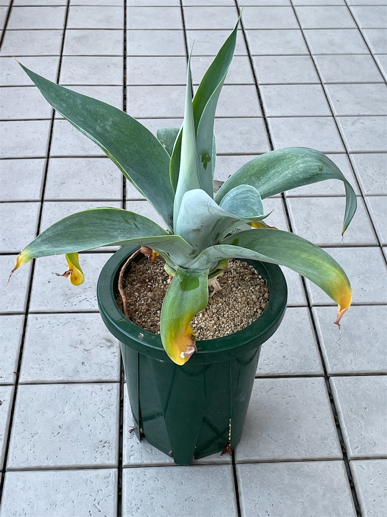 アガベアテナータボーチンブルーの購入 - もらとりあむ