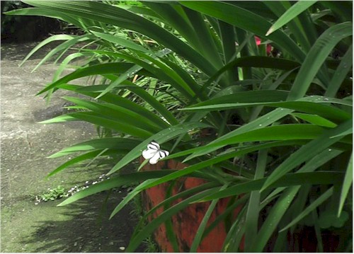 軽海紋白蝶 - OTTOの蝶々ブログ