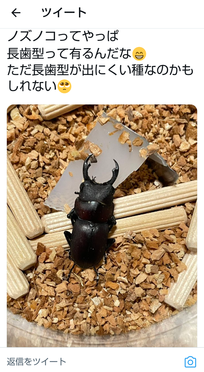 HB検証】ノズノコギリ×フランシスノコギリ ハイブリッド 飼育記