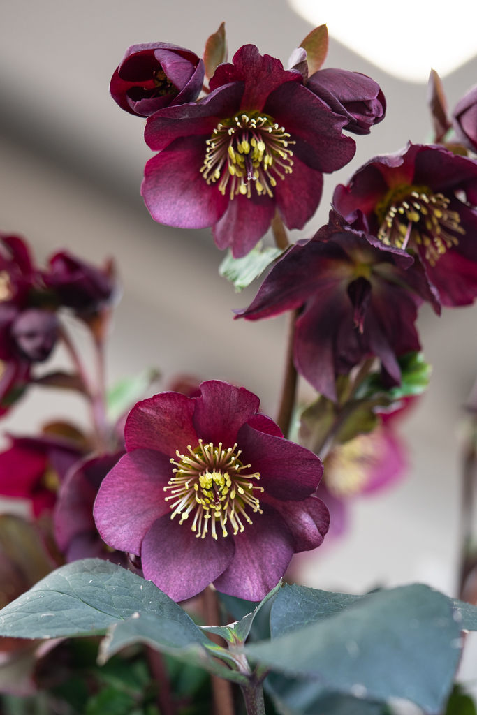 パープル系のクリスマスローズ - 光と風と薔薇と