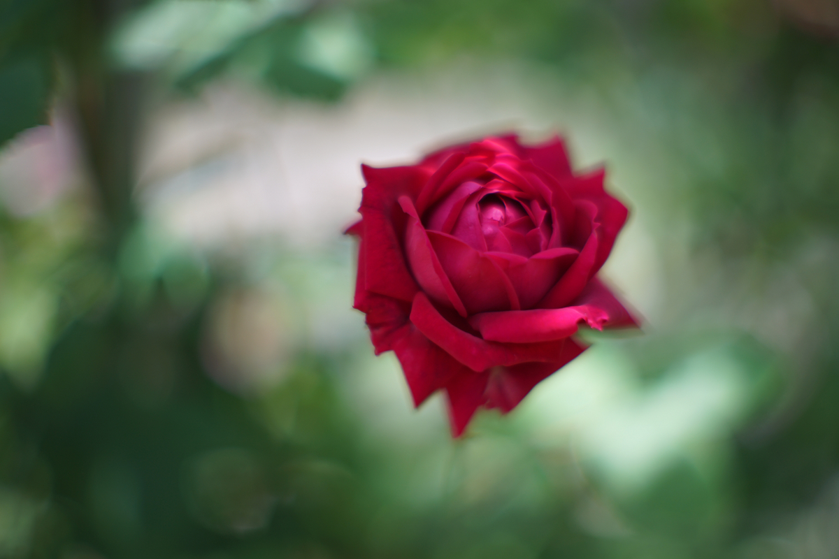 20. 「CANON LENS FL 58mm f1.2 (Ⅰ)」 ボケフォト的 作例