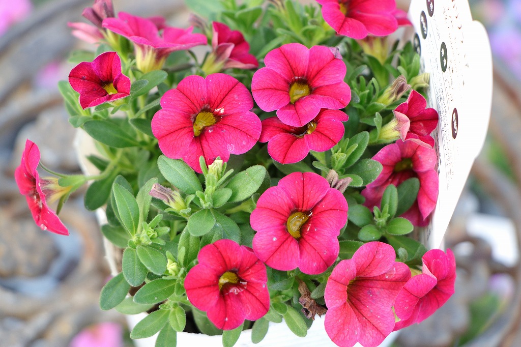 カリブラコア サンバ：鮮やかな多彩な花色が魅力 #品種 - GP-Yamacho