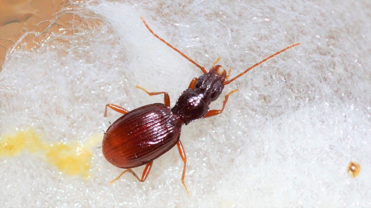 チビゴミ履歴書 - 地下湿地定期便