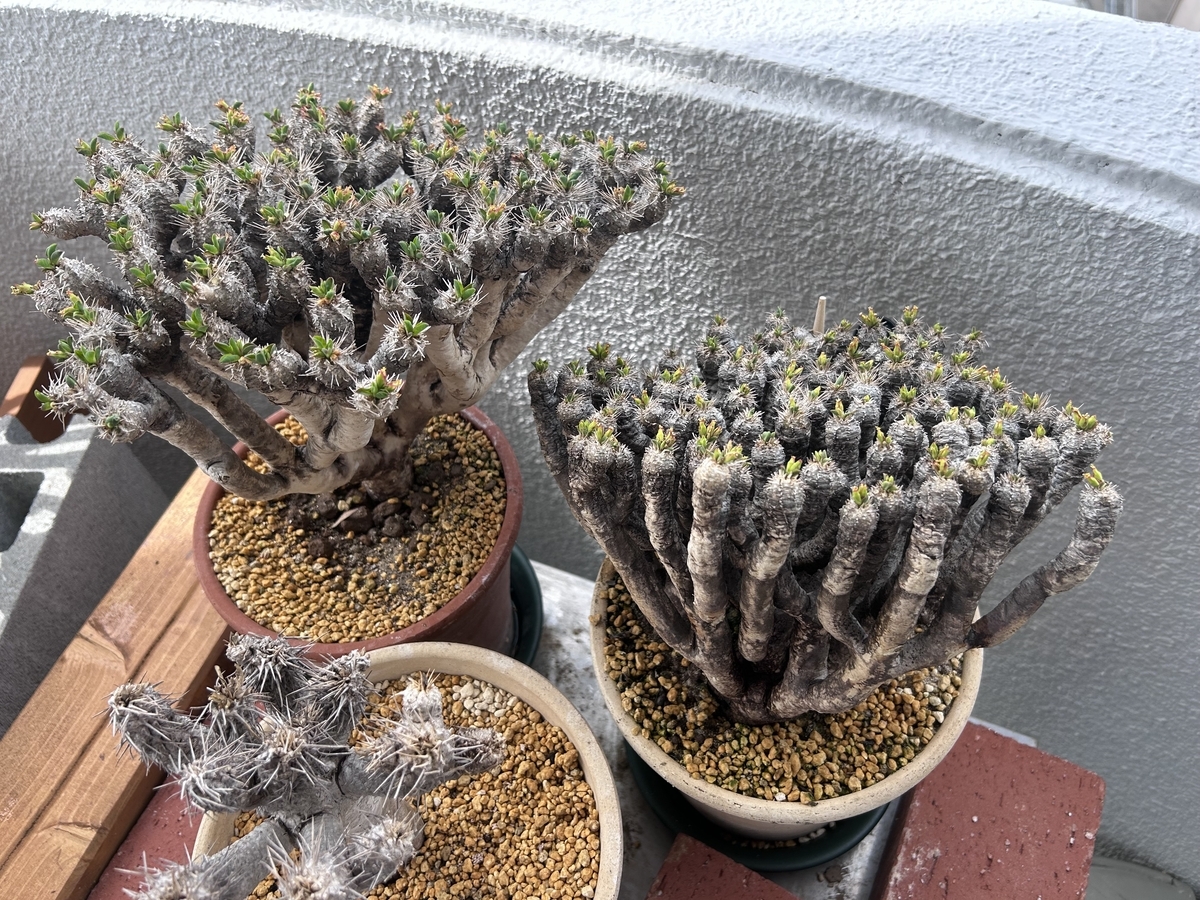 ユーフォルビア・ギラウミニアナ 現地球育ててみる⑤ 2025年（春