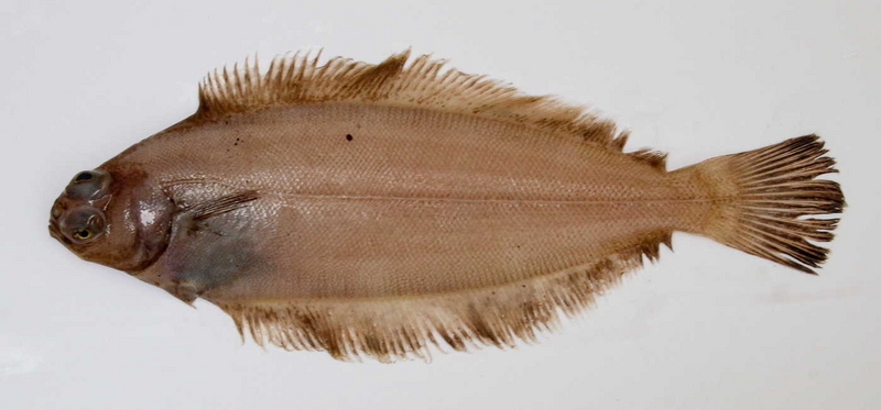 常識覆すヒラメなカレイ!? 上越市立水族博物館に珍魚「左向きカレイ