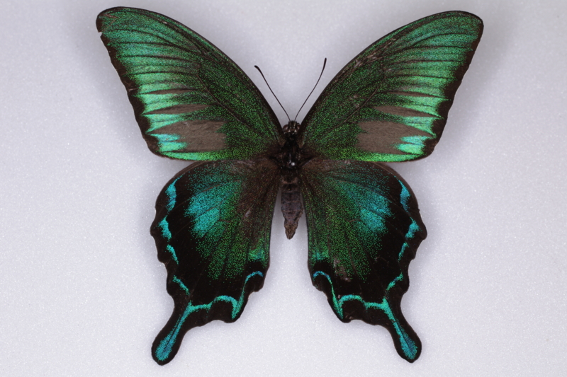 カラスアゲハの標本 （オス）; 諏訪瀬島（トカラ）産; 夏型（飼育） d