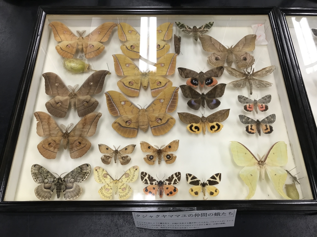 少年の日の思い出 - 虫村の日記