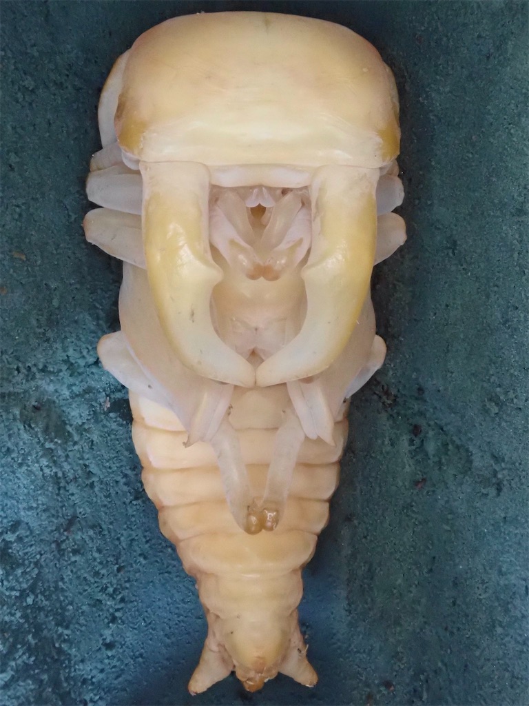 スジブトヒラタクワガタ（奄美大島奄美市/旧 笠利町産）CB 飼育記録