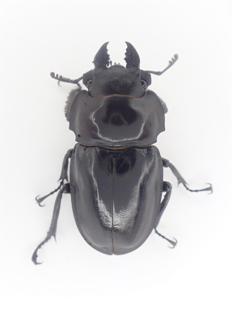 ヤエヤママルバネクワガタ (石垣島於茂登岳産) F4 飼育記録まとめ