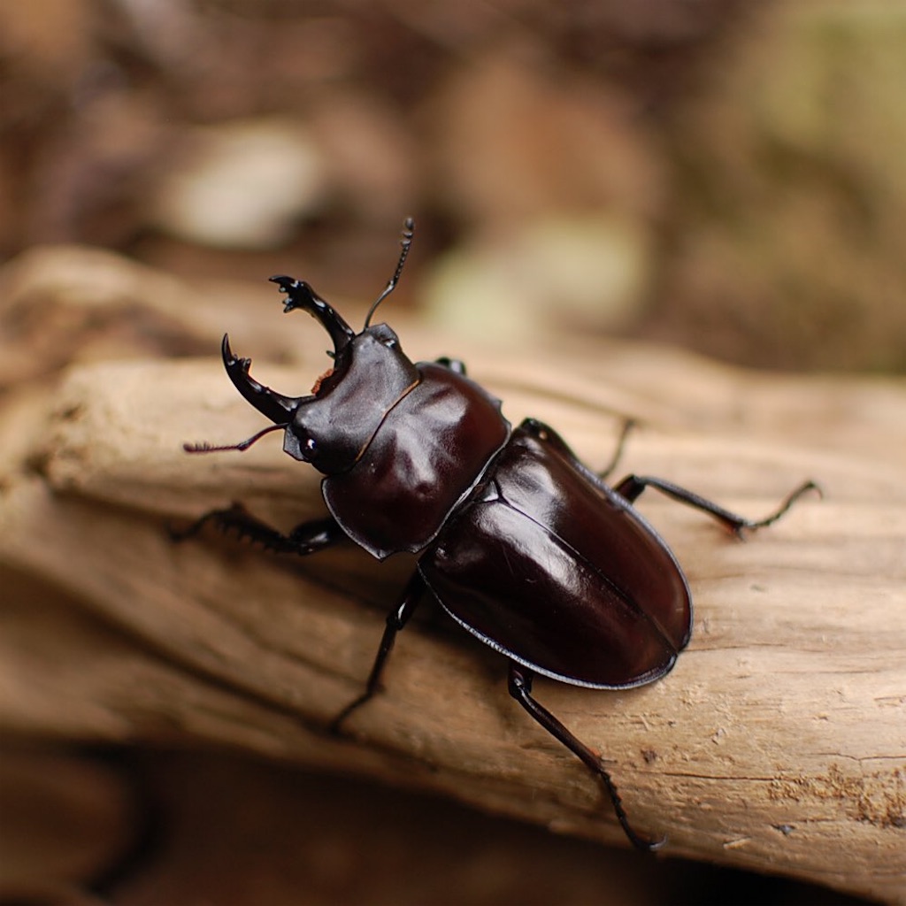 ヤエヤママルバネクワガタ (石垣島於茂登岳産) F4 飼育記録まとめ